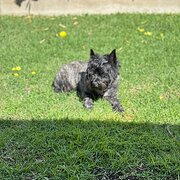 Home Owner wanting sitter in Adelaide, South Australia