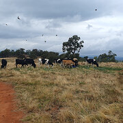 Home Owner wanting sitter in Wangaratta, Victoria