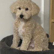 Home Owner wanting sitter in , Western Australia