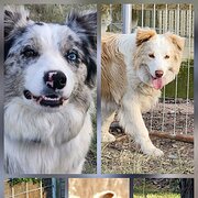 Home Owner wanting sitter in Lockyer Waters, Queensland