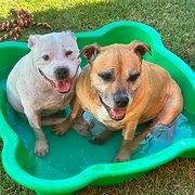 Home Owner wanting sitter in Mandurah, Western Australia