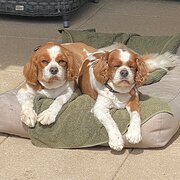 Home Owner wanting sitter in , Western Australia