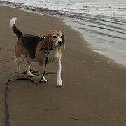 Home Owner wanting sitter in Hobart , Tasmania