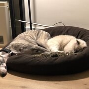 Home Owner wanting sitter in , New South Wales