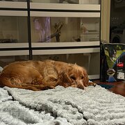 Home Owner wanting sitter in , New South Wales