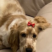 Home Owner wanting sitter in Toowoomba, Queensland