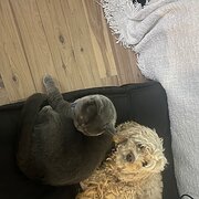 Home Owner wanting sitter in , New South Wales