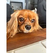 Home Owner wanting sitter in Adelaide, South Australia