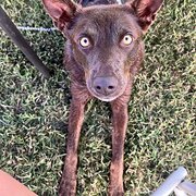 Home Owner wanting sitter in Brisbane , Queensland