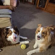 Home Owner wanting sitter in Brisbane, Queensland