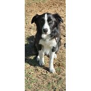 Home Owner wanting sitter in Bunbury, Western Australia