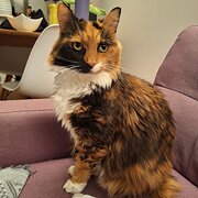 Home Owner wanting sitter in Perth, Western Australia