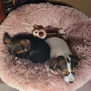 Home Owner wanting sitter in Canberra , Australian Capital Territory