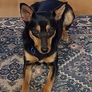 Home Owner wanting sitter in Melbourne, Victoria