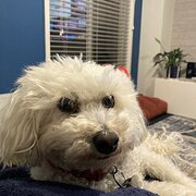 Home Owner wanting sitter in Brisbane, Queensland