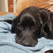 Home Owner wanting sitter in Melbourne , Victoria