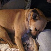 House Sitter - Nurse Shelley