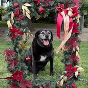 Home Owner wanting sitter in Melbourne, Victoria