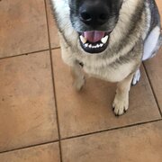 Home Owner wanting sitter in , Australian Capital Territory