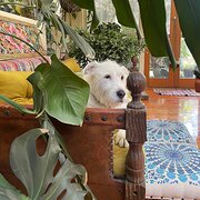 Home Owner wanting sitter in , Victoria