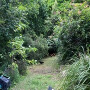 Home Owner wanting sitter in Brisbane, Queensland