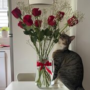 Home Owner wanting sitter in , New South Wales