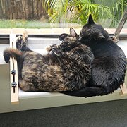 Home Owner wanting sitter in Brisbane, Queensland