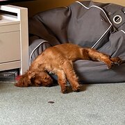 Home Owner wanting sitter in Bairnsdale , Victoria