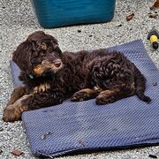 Home Owner wanting sitter in , Victoria