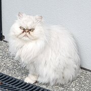 Home Owner wanting sitter in Hobart, Tasmania