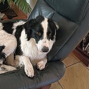 Home Owner wanting sitter in Melbourne, Victoria