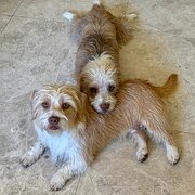 Home Owner wanting sitter in Mandurah , Western Australia