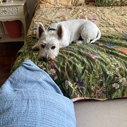 Home Owner wanting sitter in , Western Australia