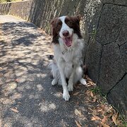 Home Owner wanting sitter in , Victoria