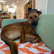 Home Owner wanting sitter in Perth, Western Australia