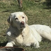 Home Owner wanting sitter in Perth, Western Australia