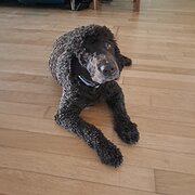 Home Owner wanting sitter in , New South Wales