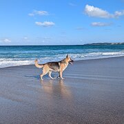 Home Owner wanting sitter in , New South Wales