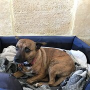 Home Owner wanting sitter in Perth, Western Australia