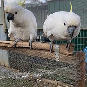 Home Owner wanting sitter in Orange, New South Wales