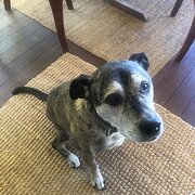 Home Owner wanting sitter in BUNBURY, Western Australia