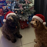 Home Owner wanting sitter in , Queensland