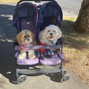 Home Owner wanting sitter in Melbourne, Victoria