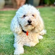 Home Owner wanting sitter in , Western Australia