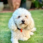 Home Owner wanting sitter in , Western Australia