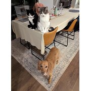 Home Owner wanting sitter in Melbourne, Victoria