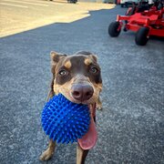 Home Owner wanting sitter in Gold Coast , Queensland