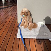Home Owner wanting sitter in melbourne , Victoria