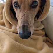 Home Owner wanting sitter in Brisbane , Queensland