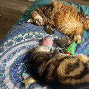 Home Owner wanting sitter in , Queensland